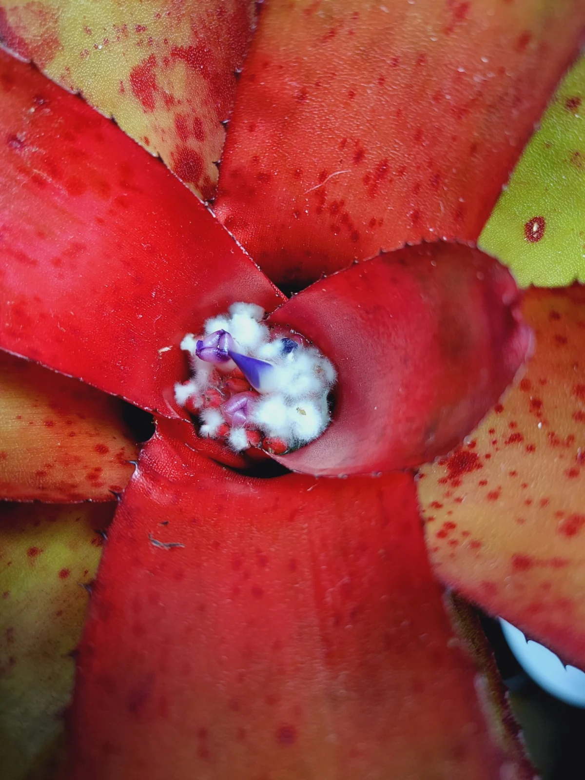 ネオレゲリア　リーヒン