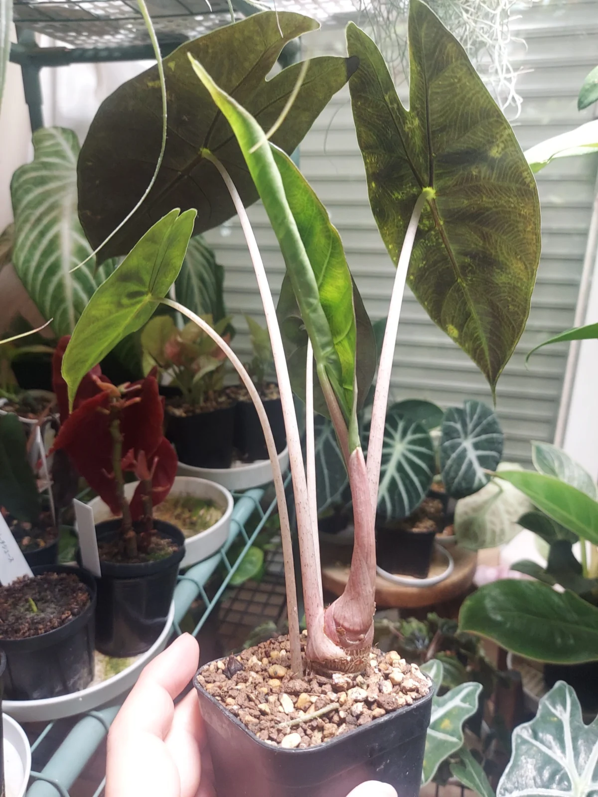 アロカシア　ピンクドラゴン