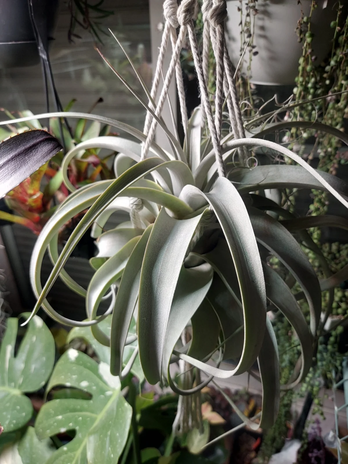 ティランジア キセログラフィカ