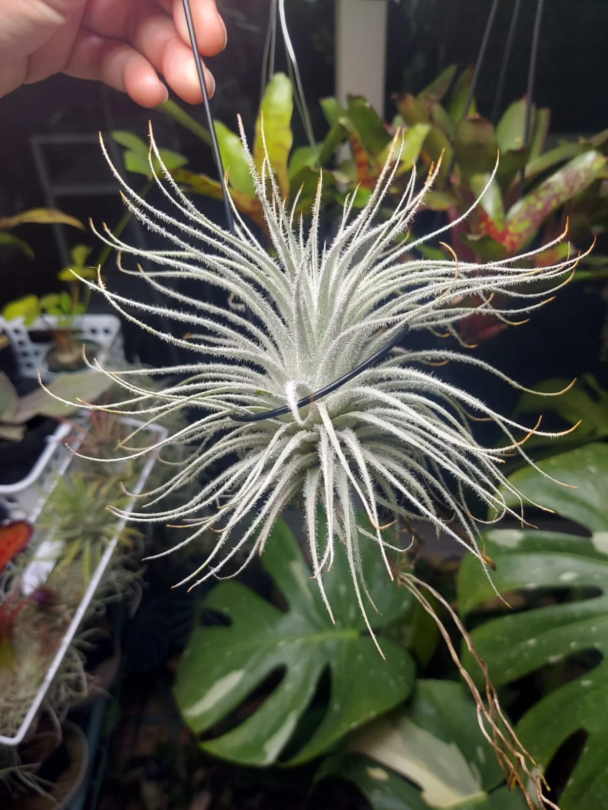 ティランジア　テクトラム