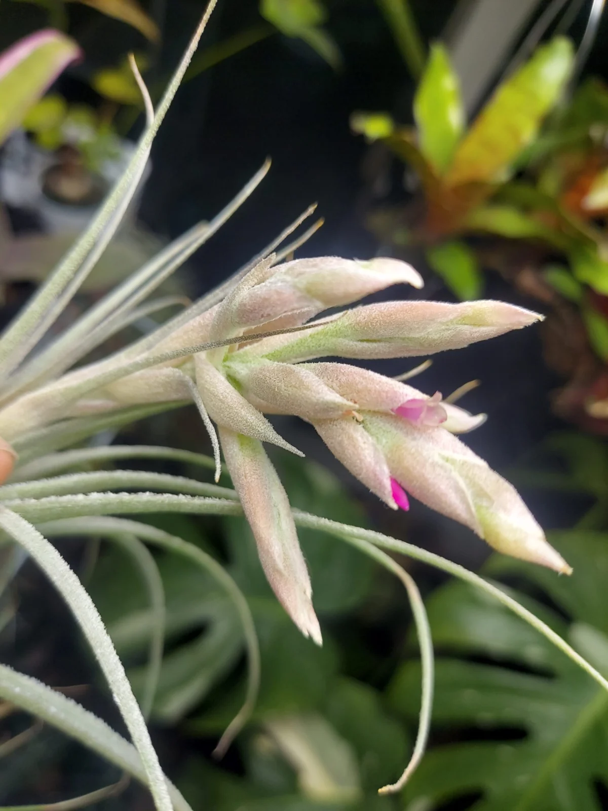 ティランジア ガルドネリ 花