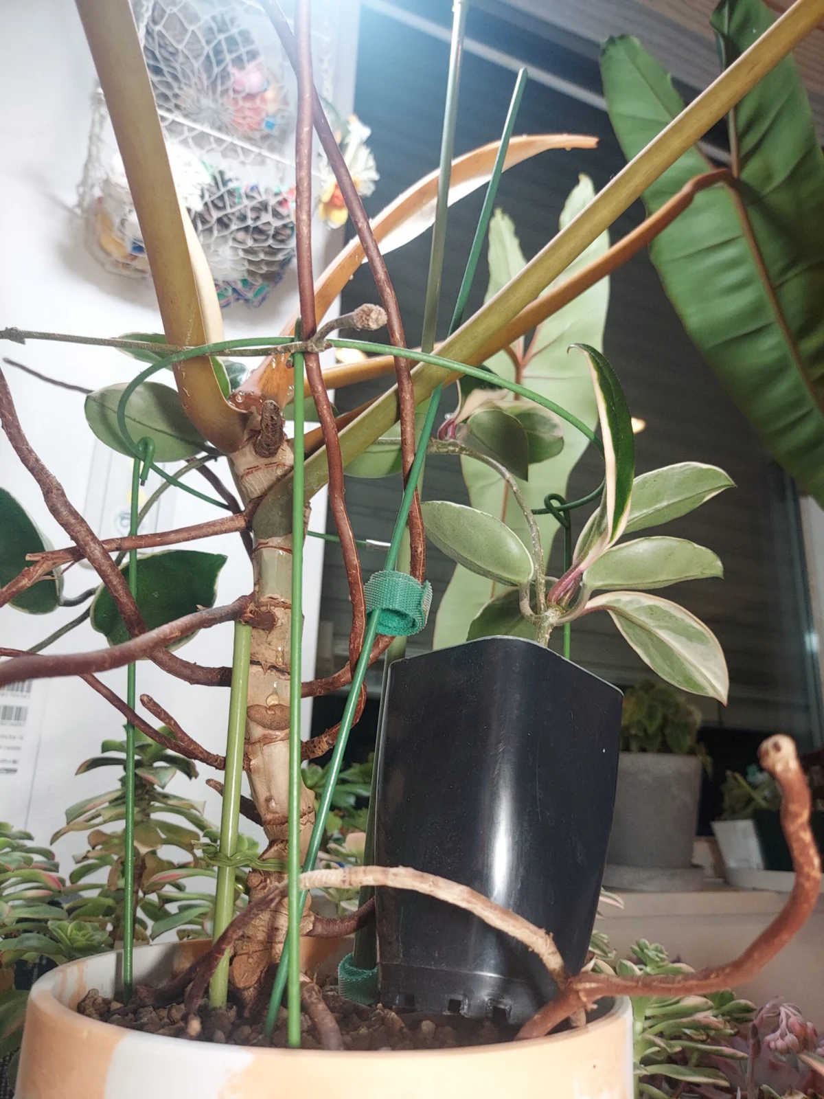 フィロデンドロン　ビリティアエ　木立