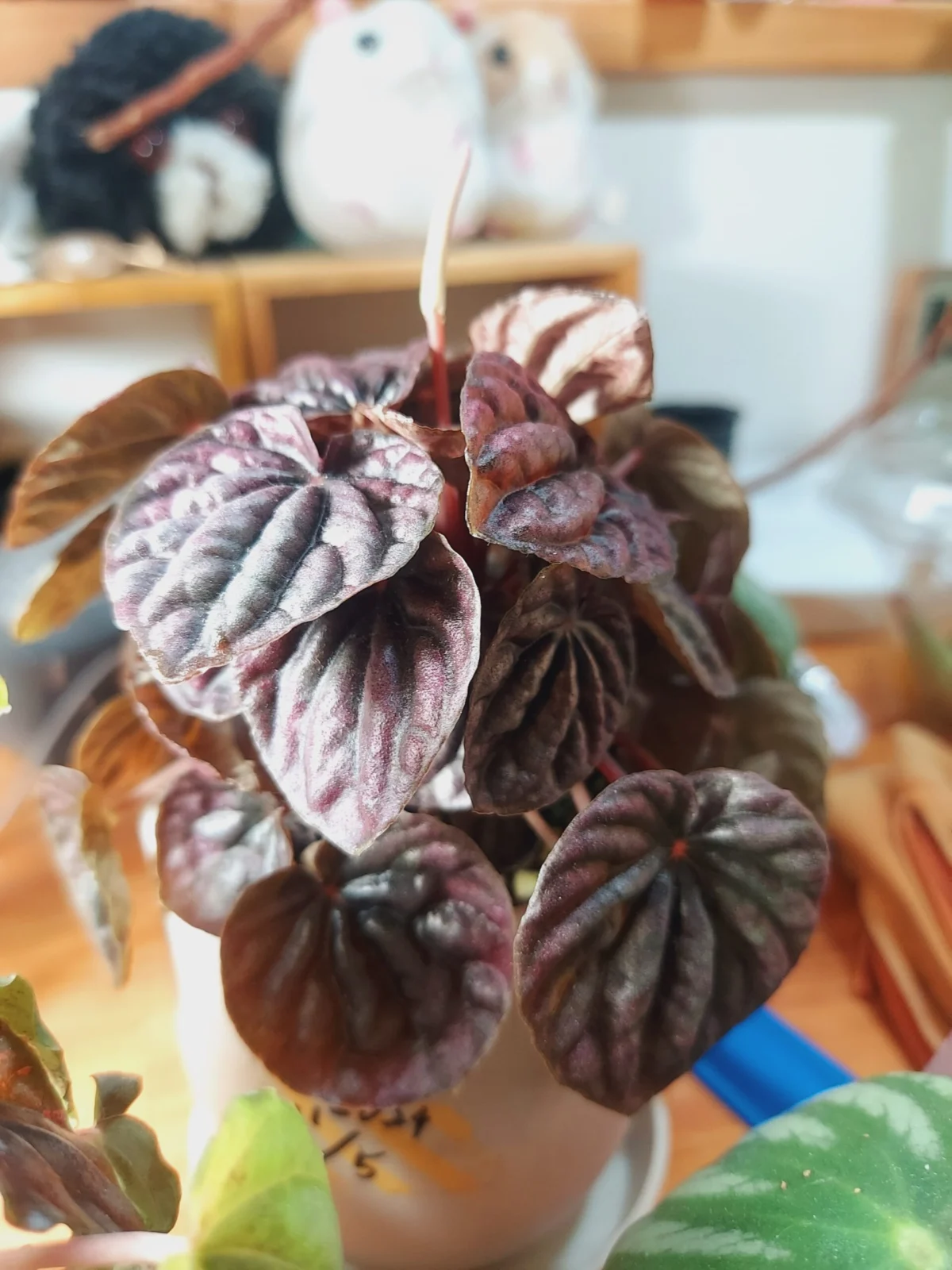 ペペロミア カペラータ 花