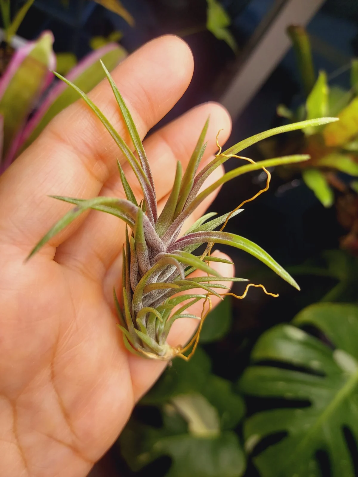 ティランジア　ネグレクタ