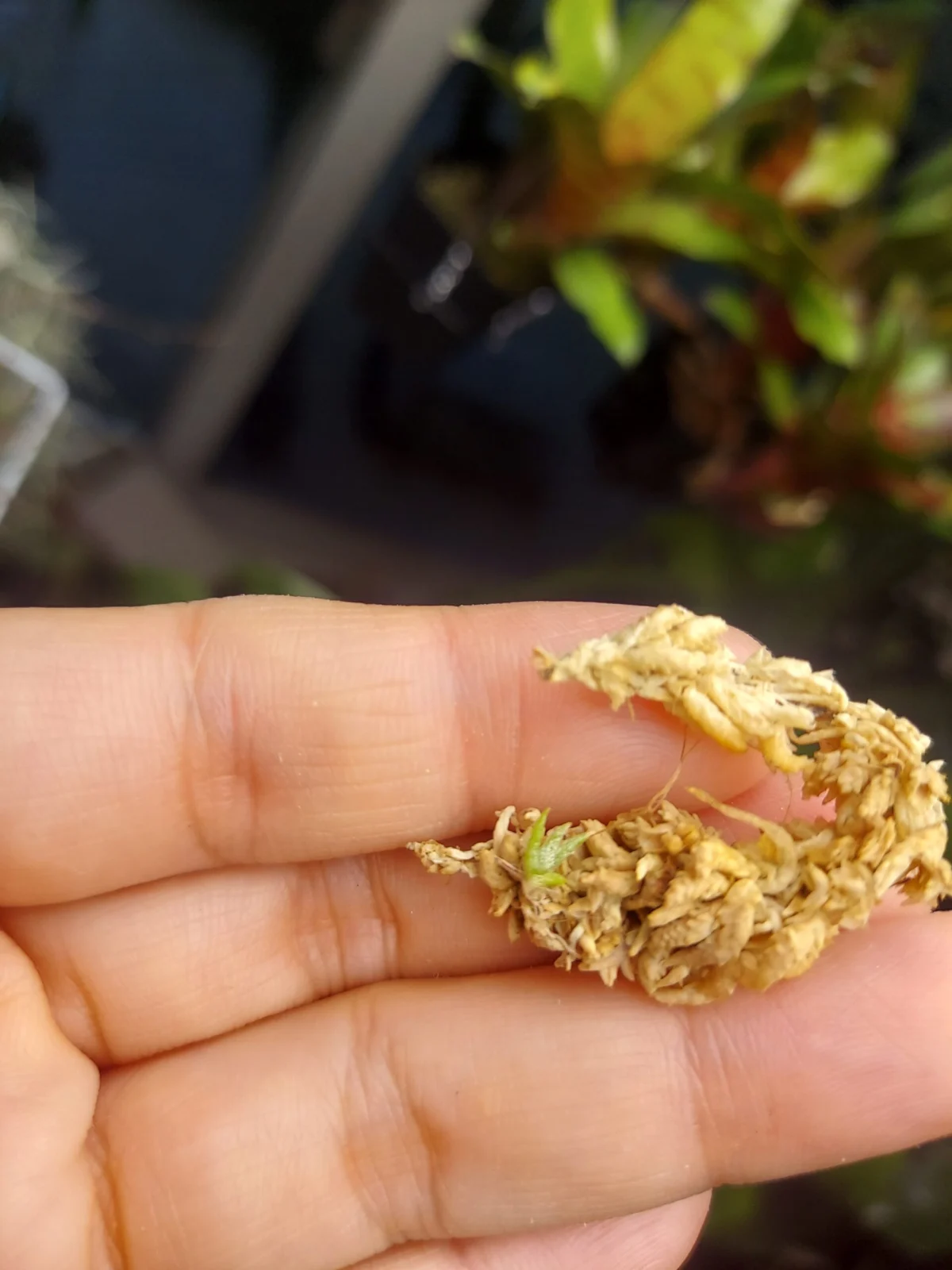 ティランジア　赤ちゃん