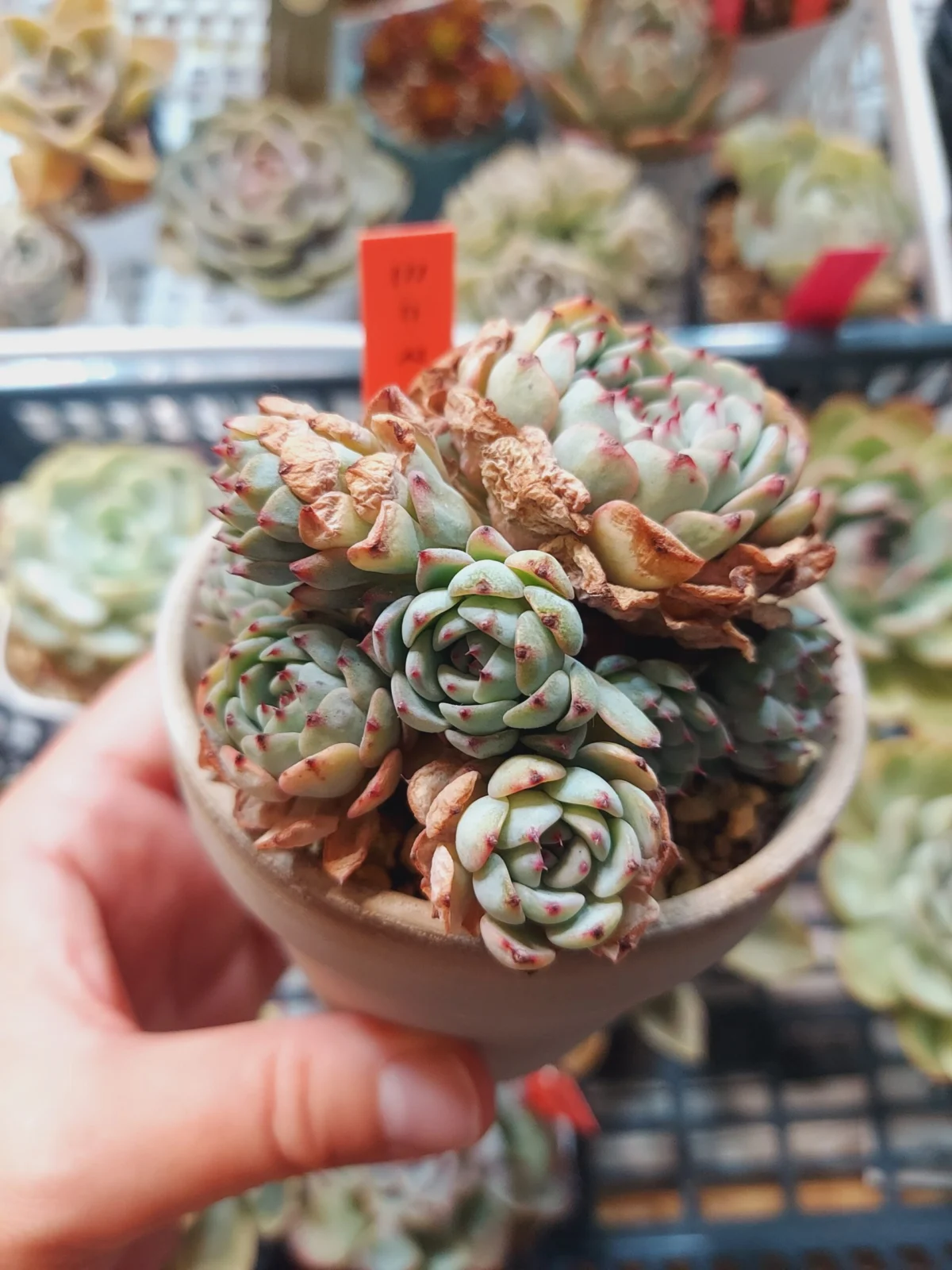 多肉植物 – Plants Navi