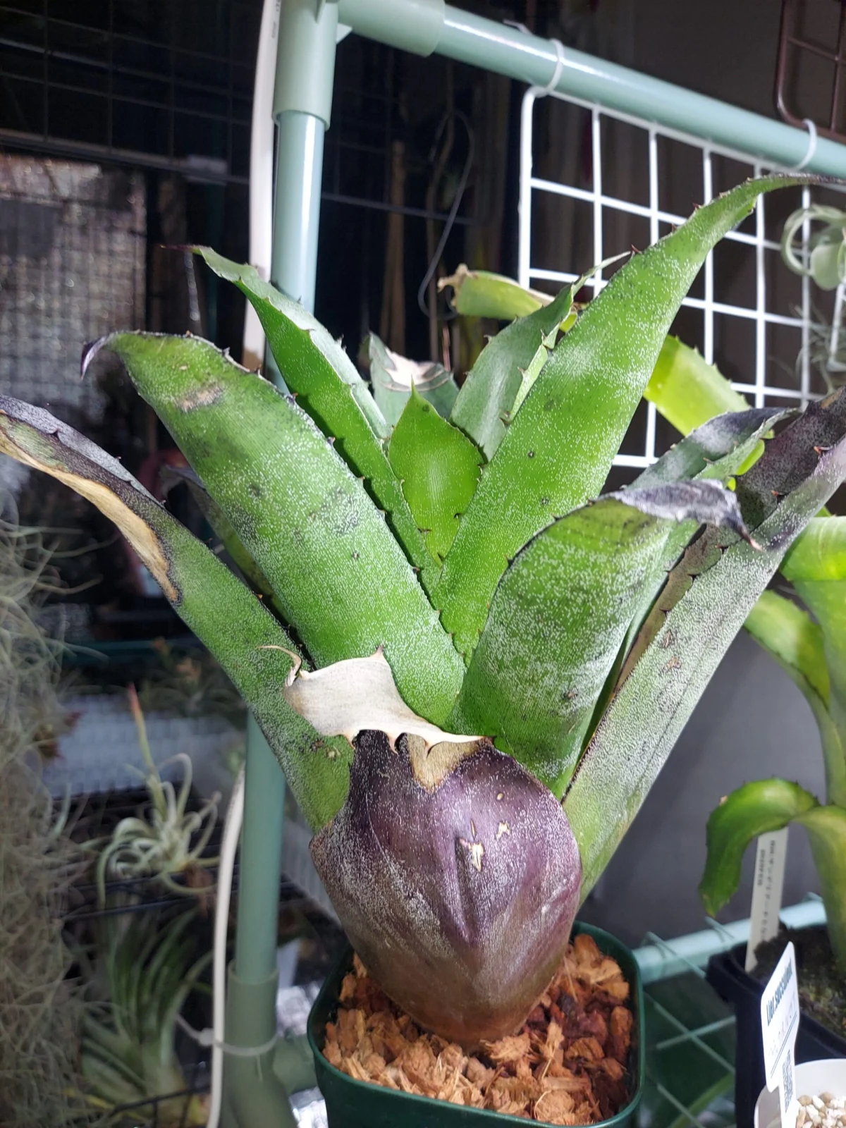 ホヘンベルギア　レオポルドホルスティー