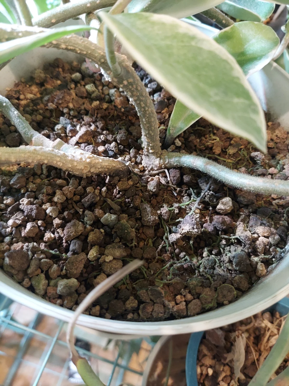 ホヤ　カルノーサ　株元