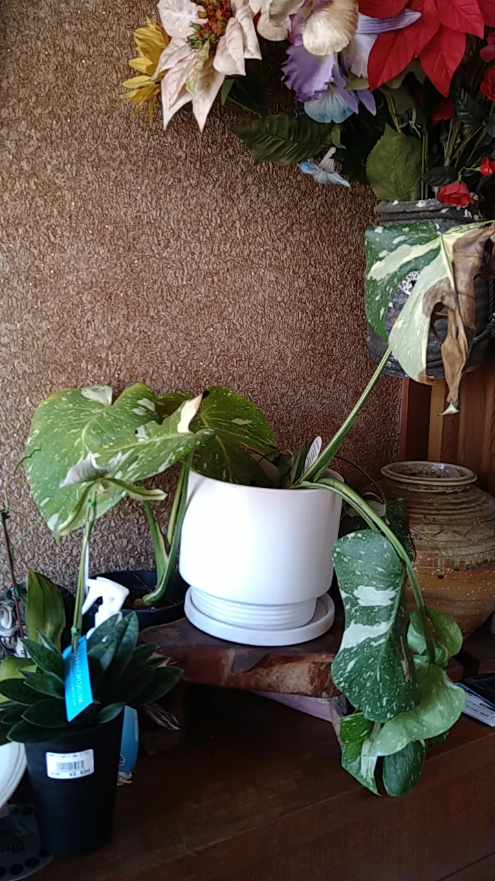 モンステラ　タイコンステレーション