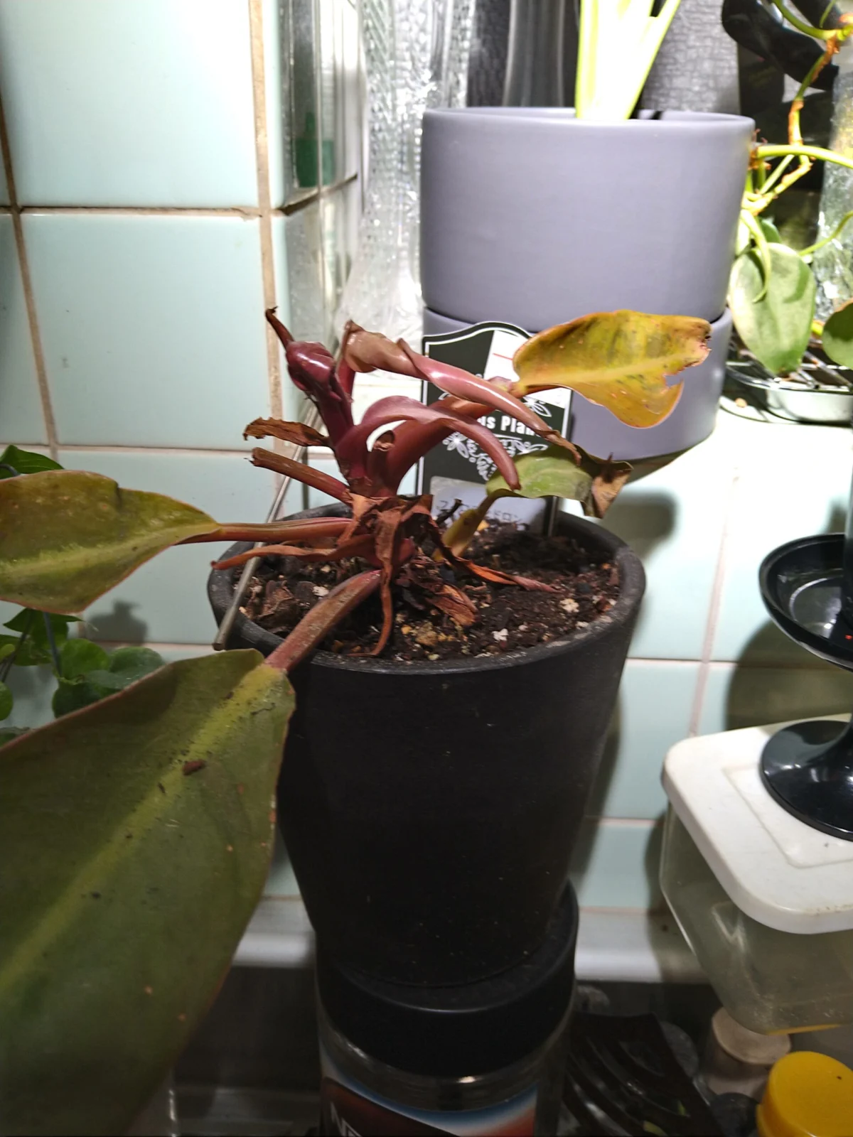 フィロデンドロン プリンスオブオレンジ