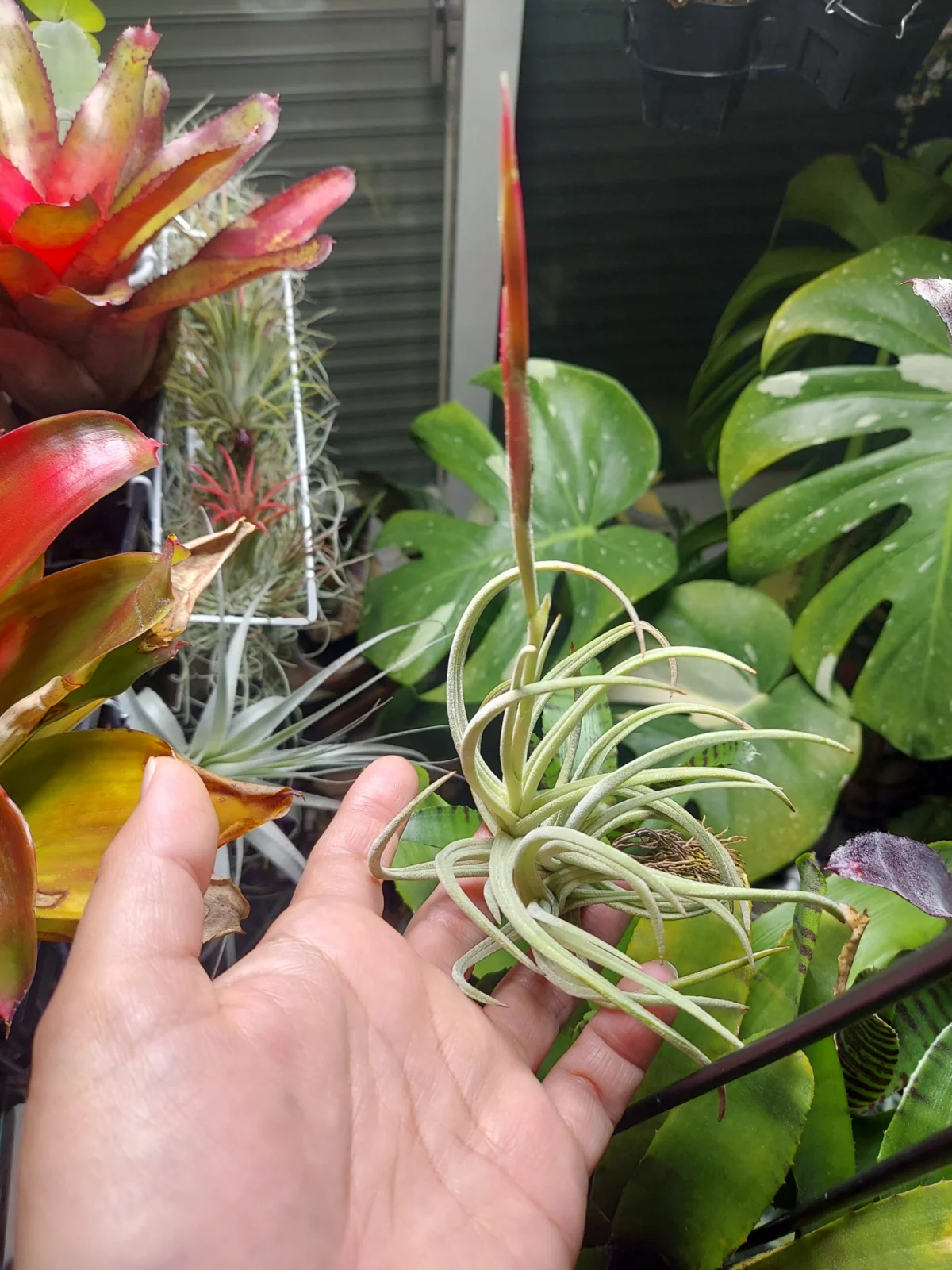 ティランジア グラブリオール DAISO