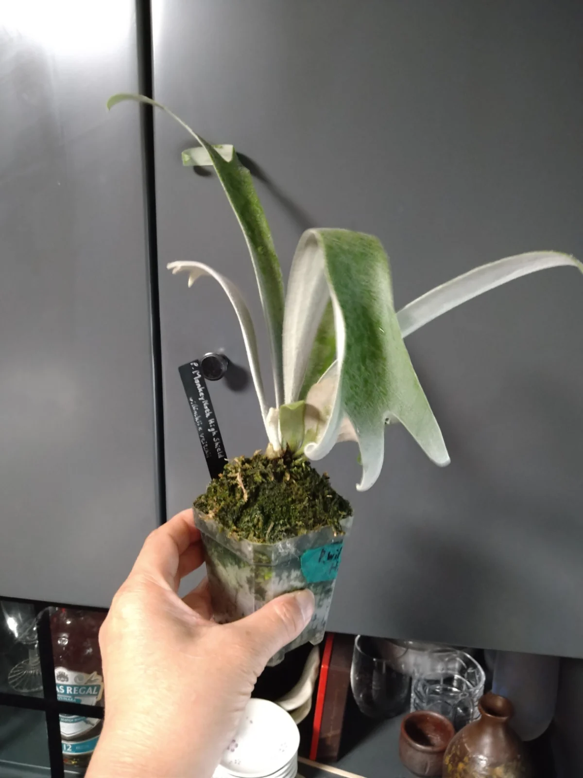 P.ビカクシダ　モンキーノースハイシールド