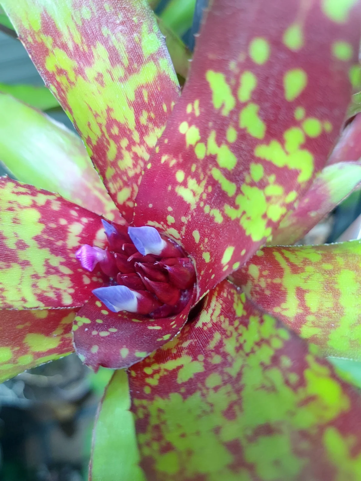 ネオレゲリア　リリープー　花　つぼみ