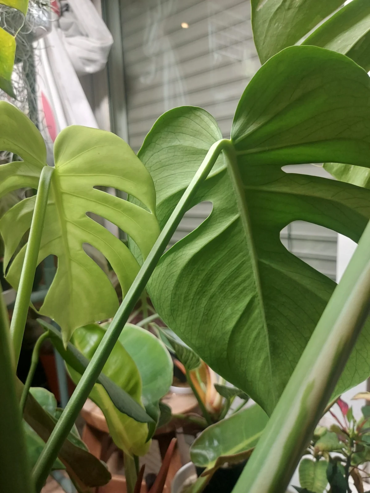 モンステラ　新葉