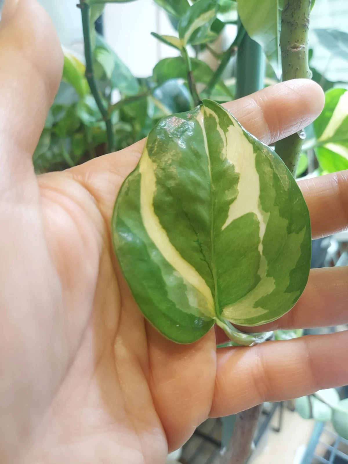 ポトス　エメラルド