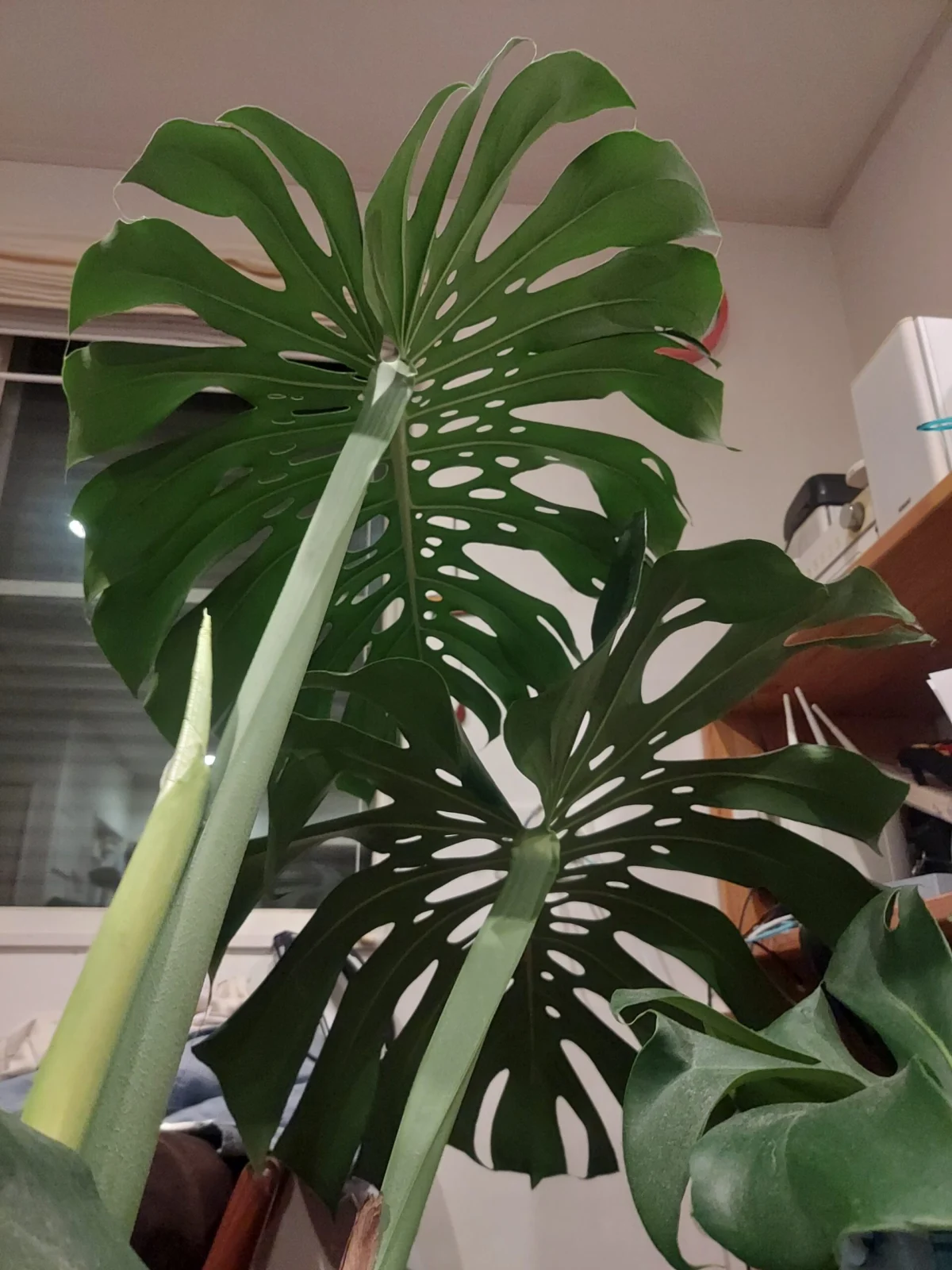 モンステラ　デリシオーサ