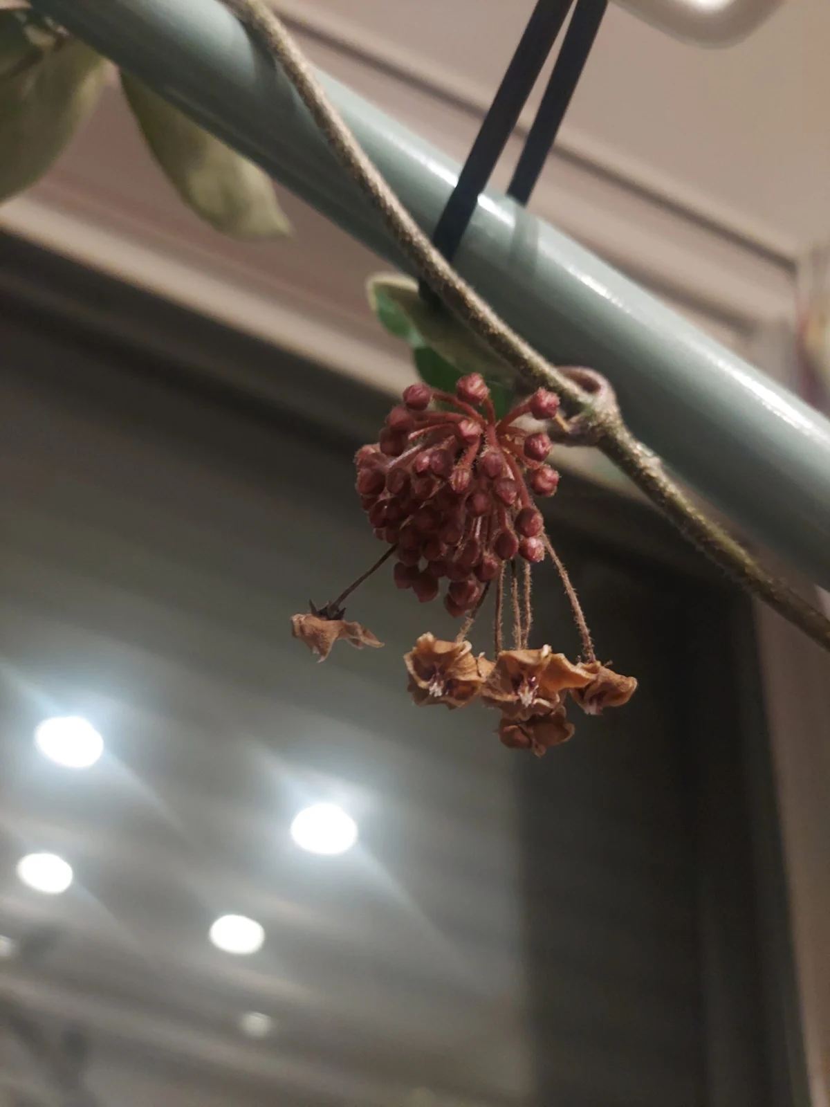 ホヤ　カルノーサ　つぼみ