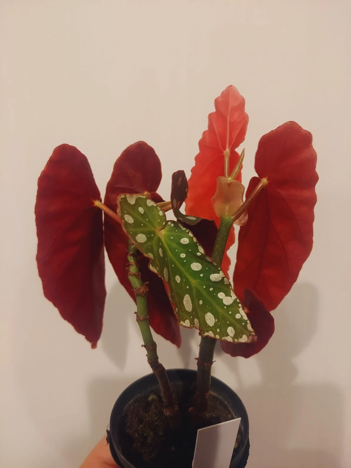 ベゴニア　マクラータ　葉裏