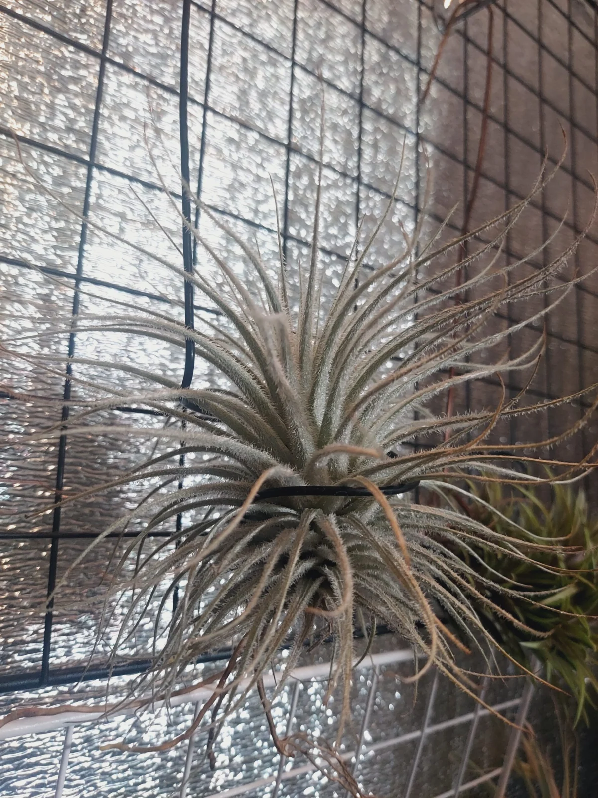 ティランジア　テクトラム