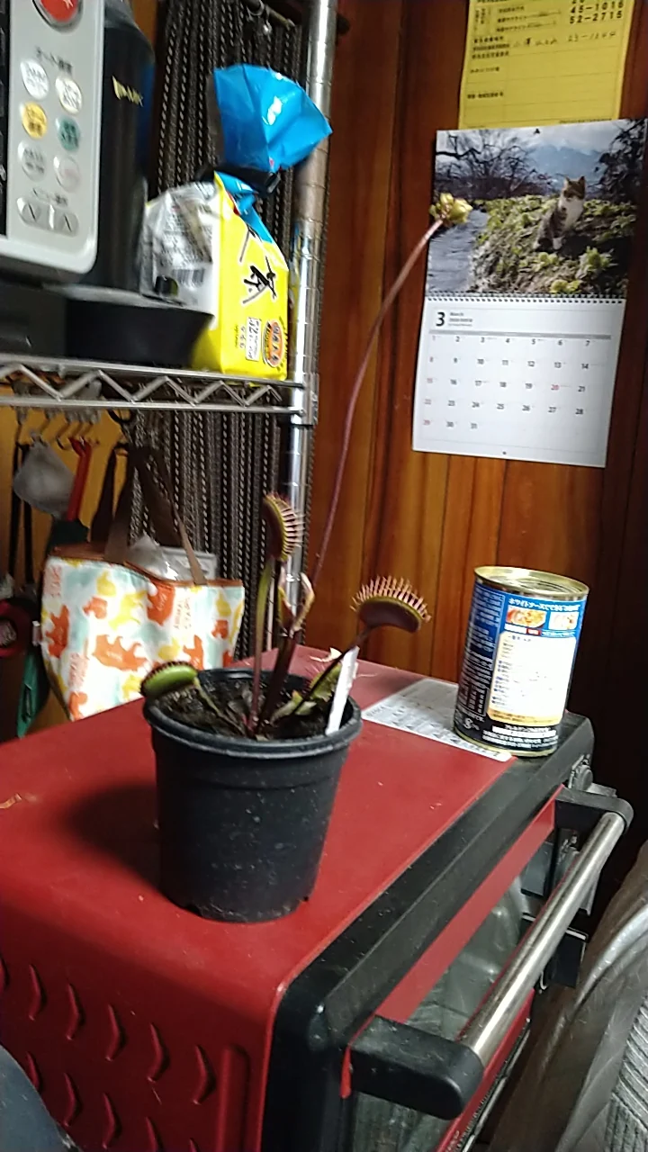 ハエトリソウ　ロイヤルレッド