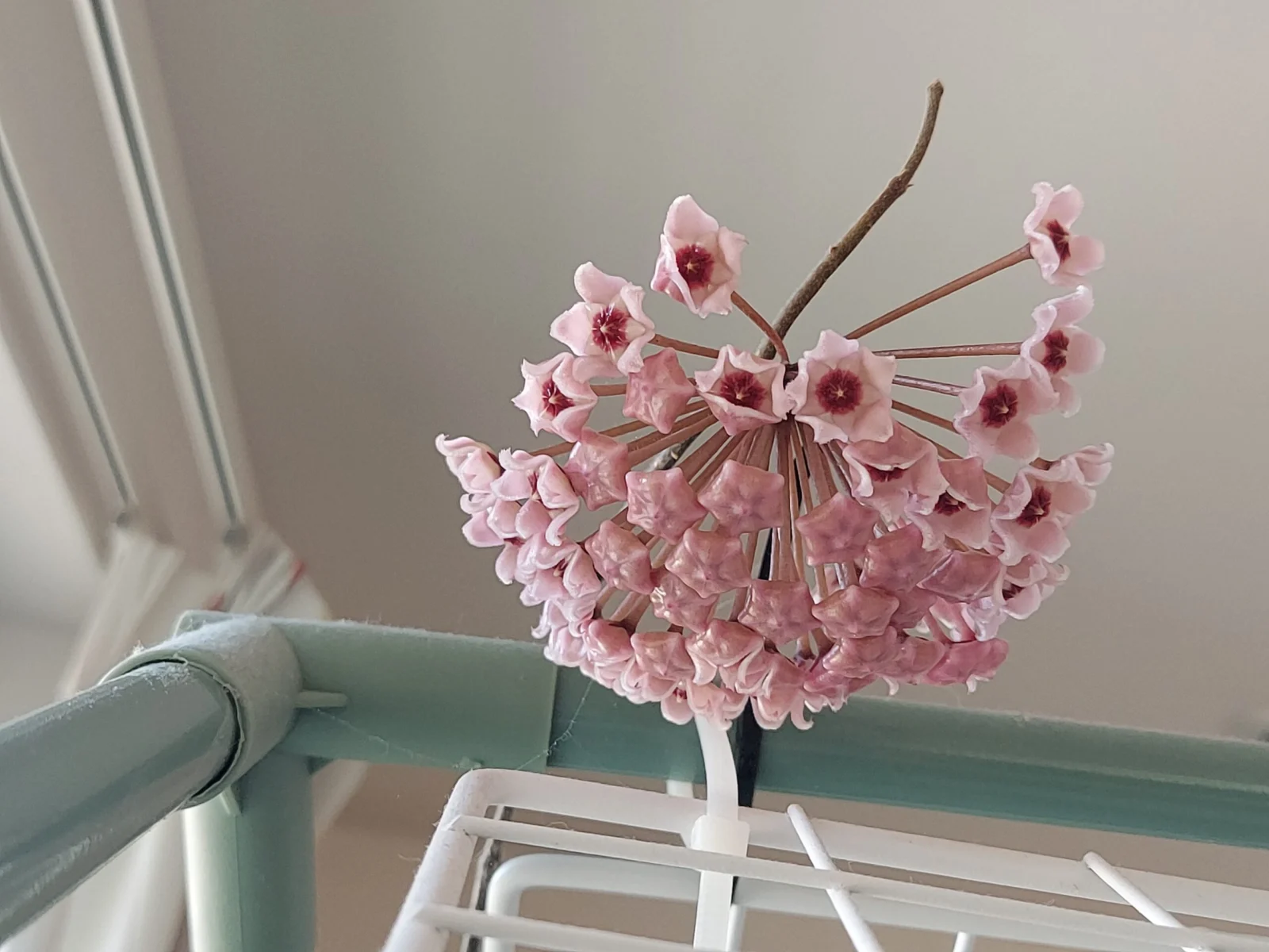 ホヤ　カルノーサ　花