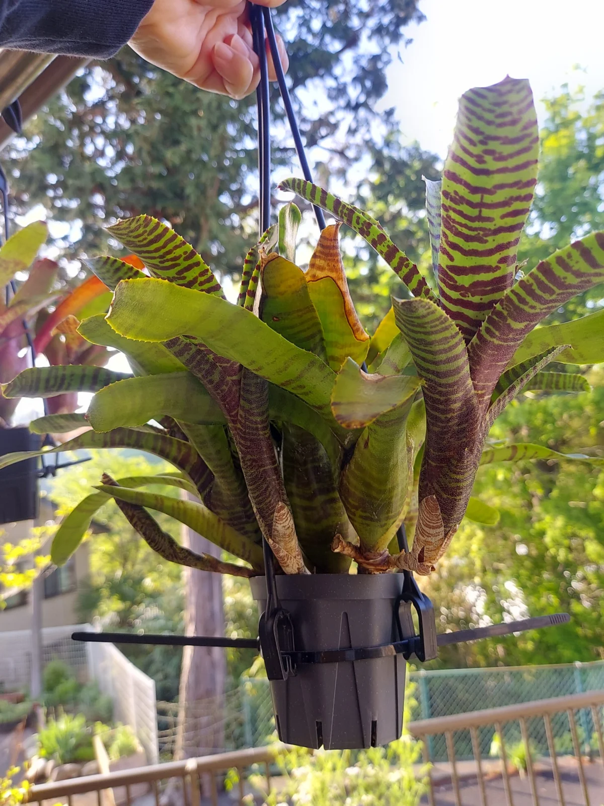 ネオレゲリア　zone8　モリモリ