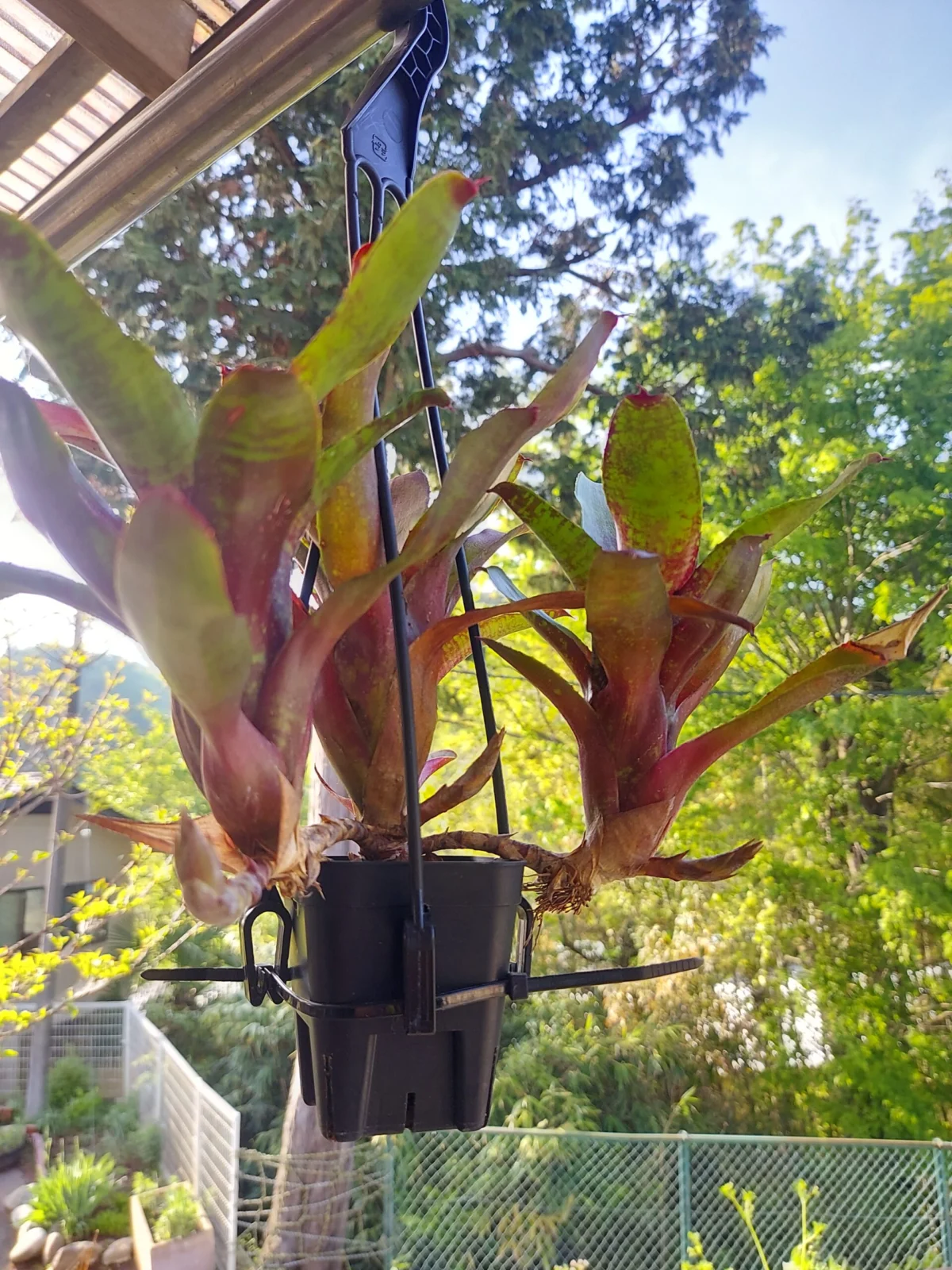 ネオレゲリア　リリープー