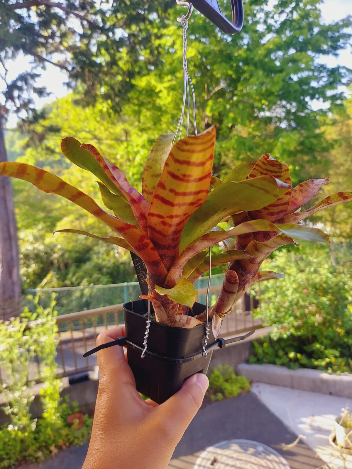 ネオレゲリア　ドルチェデレチェ