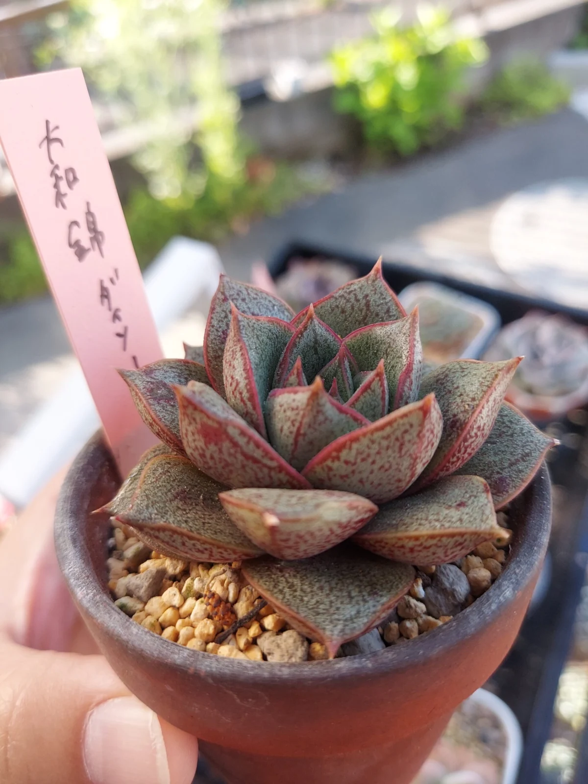 エケベリア　大和錦　　DAISO