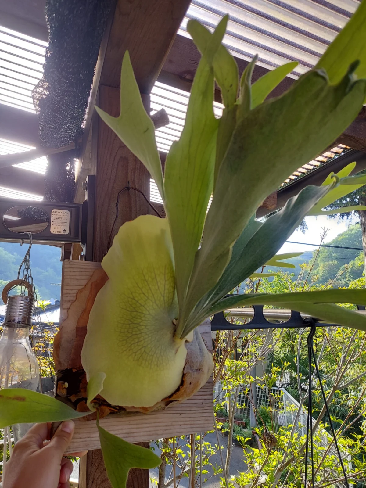 ビカクシダ　ネザーランド