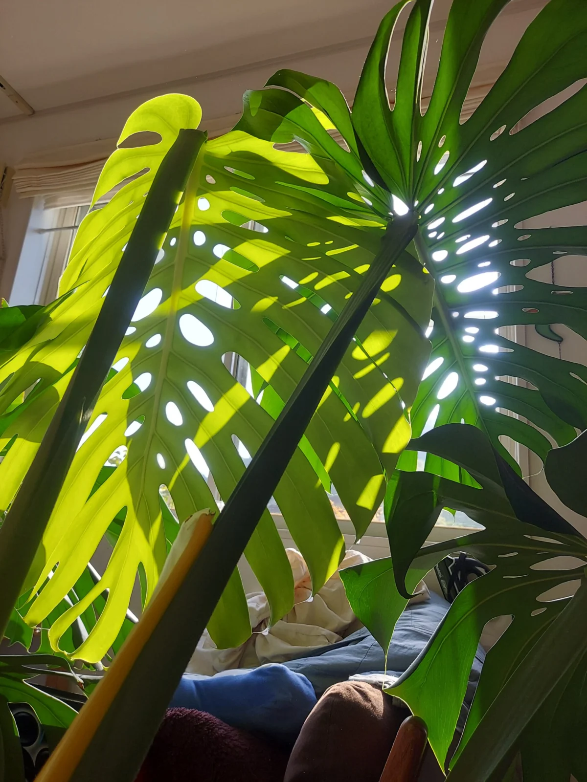 モンステラ　デリシオーサ　新葉