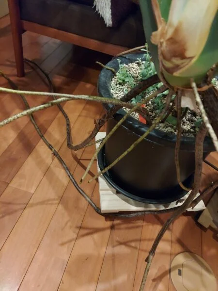 モンステラ　デリシオーサ　木根