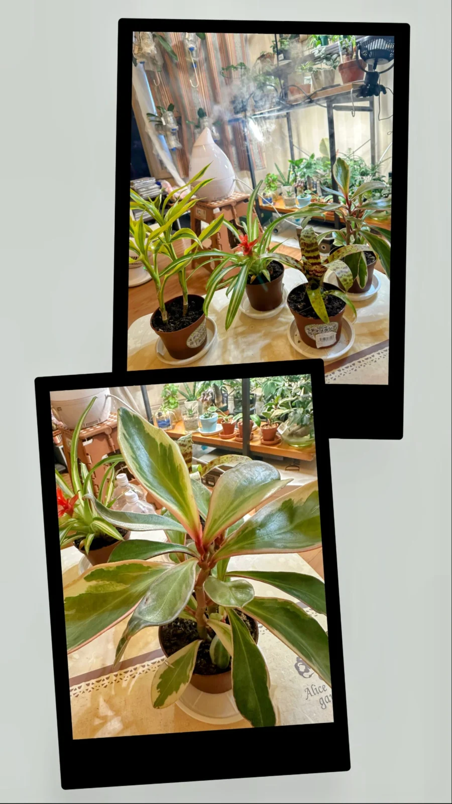 ぺぺロミア　ジュリー