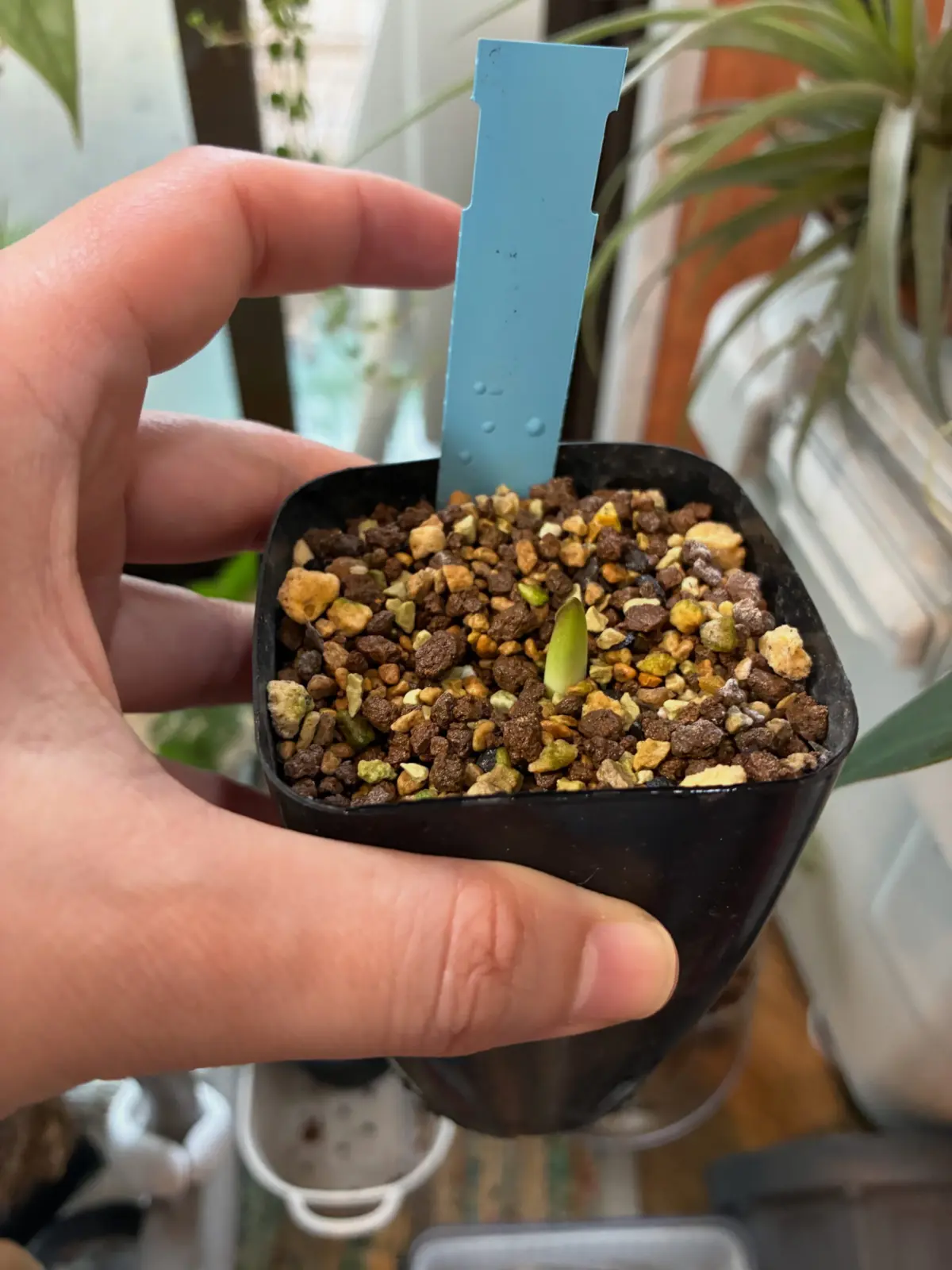 マッソニア　ジャスミニフローラ