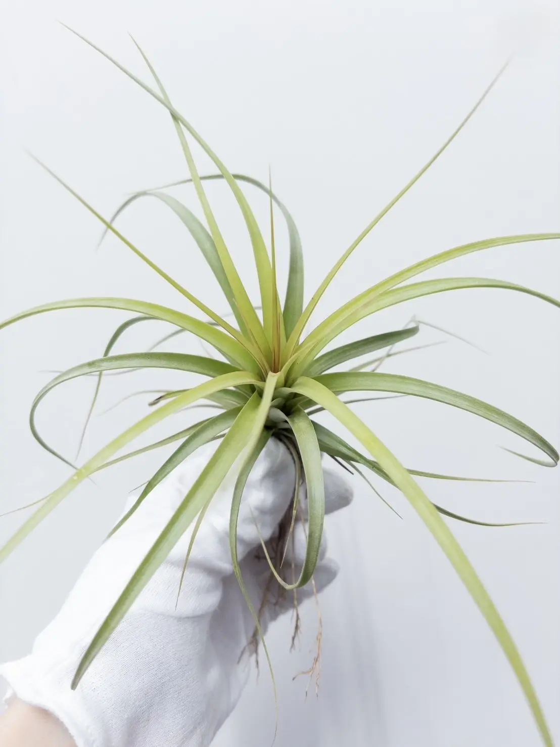 ティランジア コンコロールロングレッド