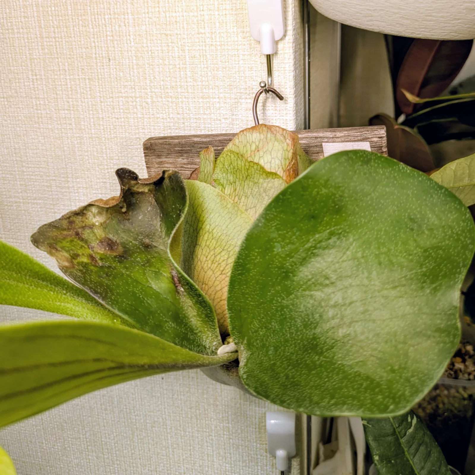 ビカクシダ　ヒリー