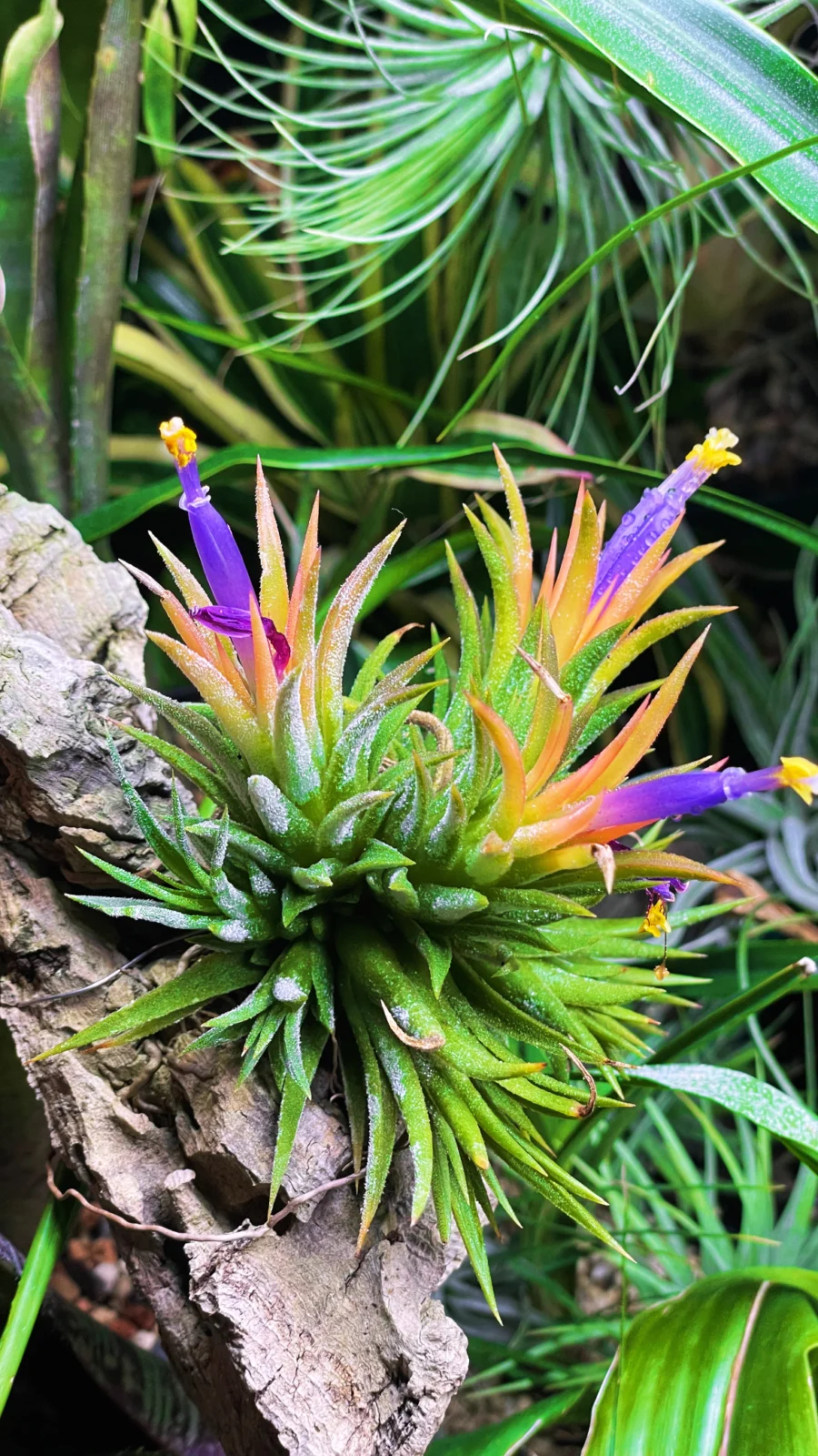 ティランジア　イオナンタ　ソル