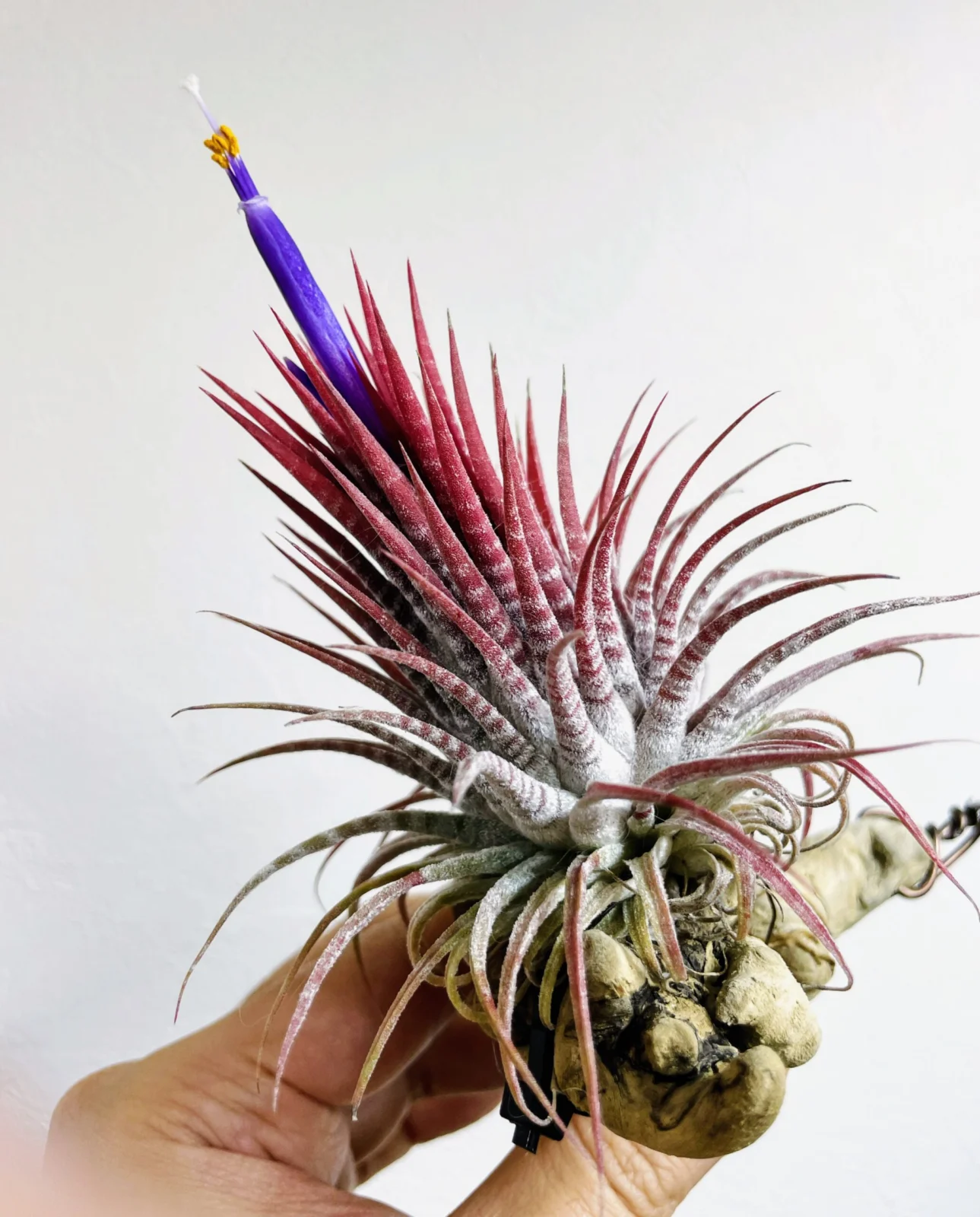 チランジア　イオナンタ　ゼブリナ