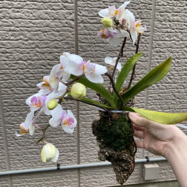 胡蝶蘭
