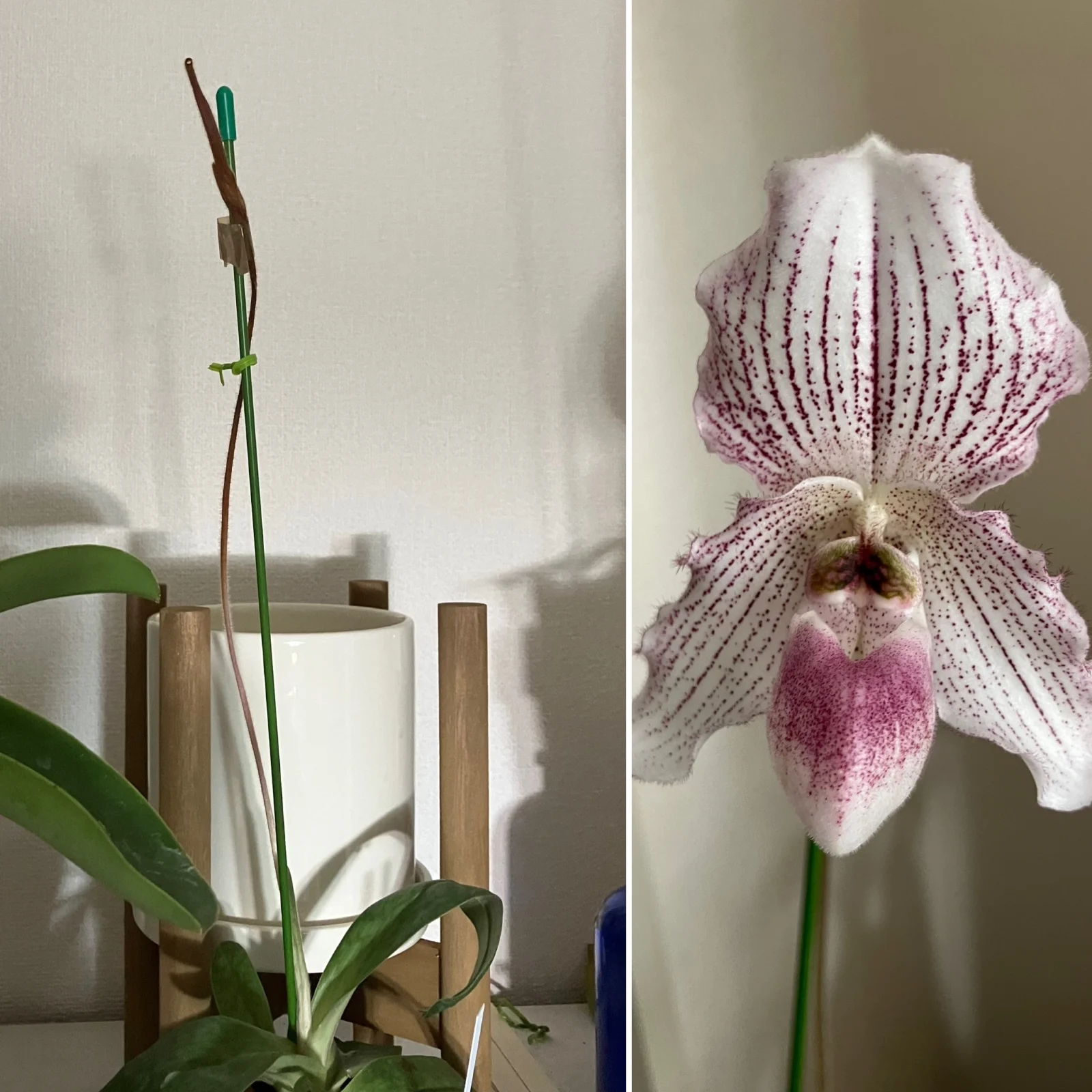 パフィオペディラム　アンジェラ　花終わり