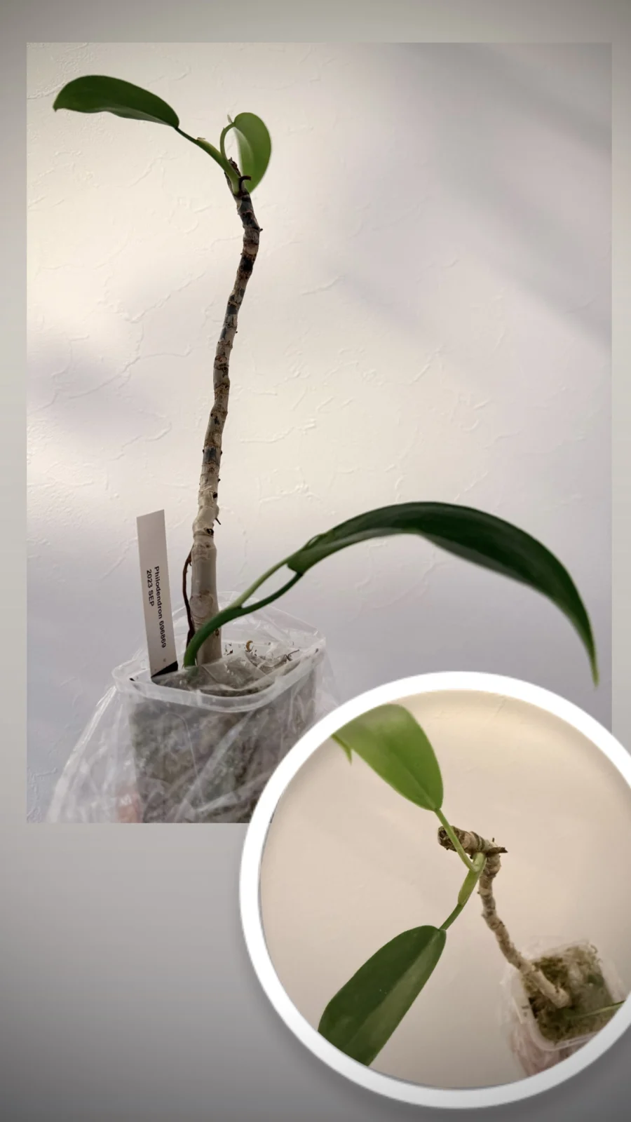 フィロデンドロン　69686