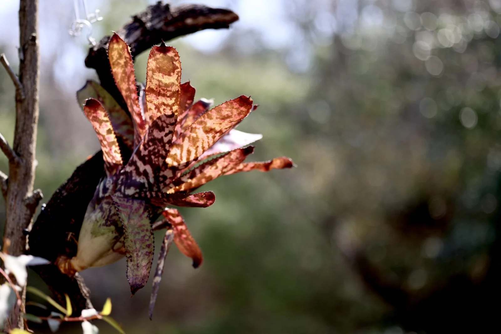 エクメア　バート　F2