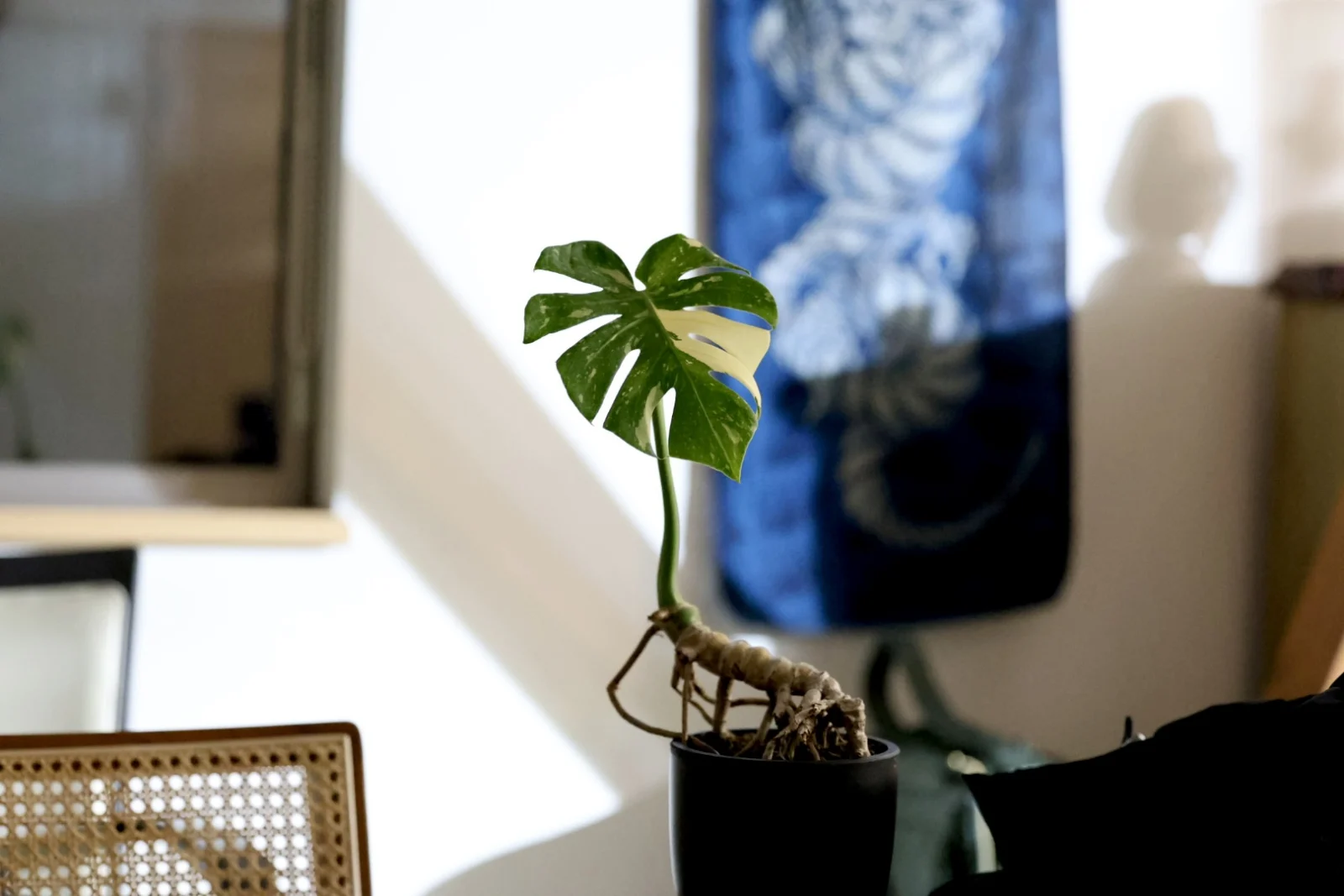 モンステラ　タイコンステレーション