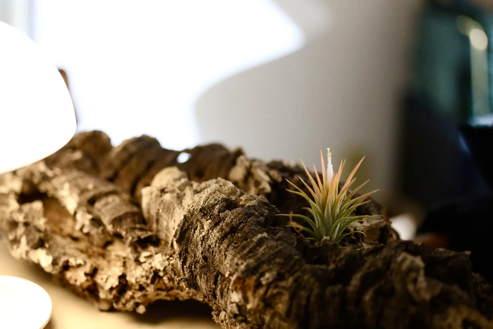 ティランジア　イオナンタ　ドゥルイド　オレンジタイプ