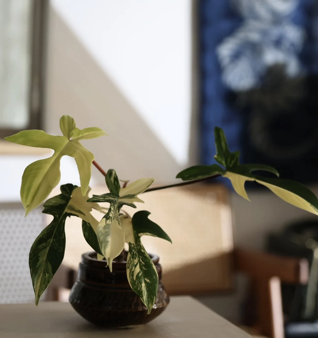 フィロデンドロン　フロリダビューティー