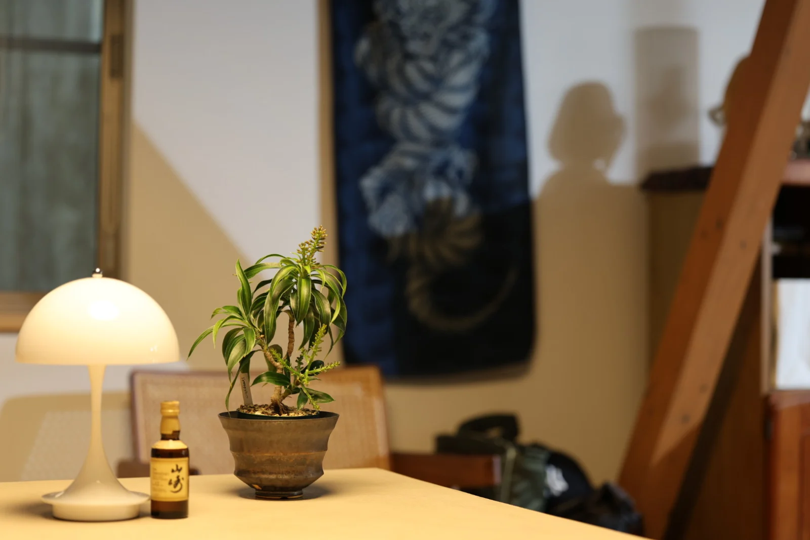 ドラセナ　リフレクサ　ソングオブジャマイカ　ドワーフ