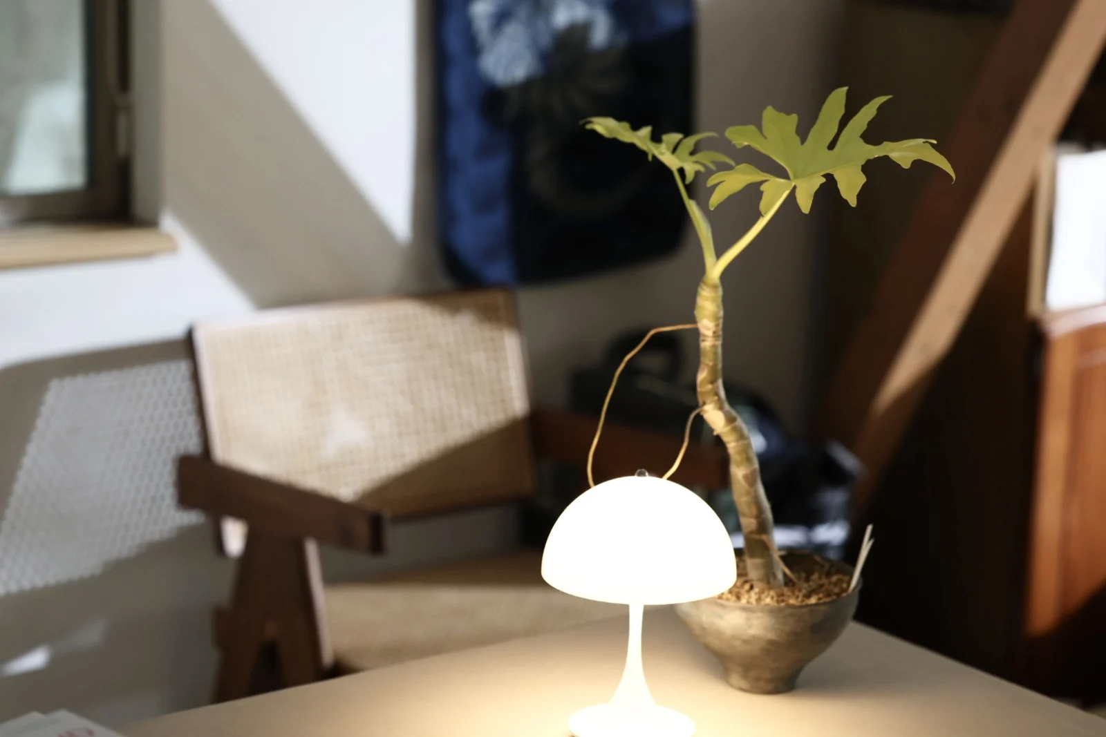 フィロデンドロン　ワルセヴィッチー　フラバム