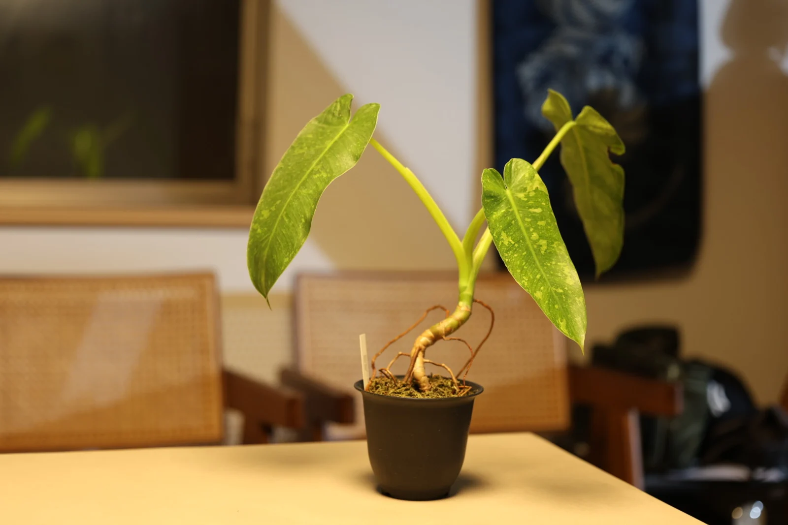 フィロデンドロン　ミルキーウェイ