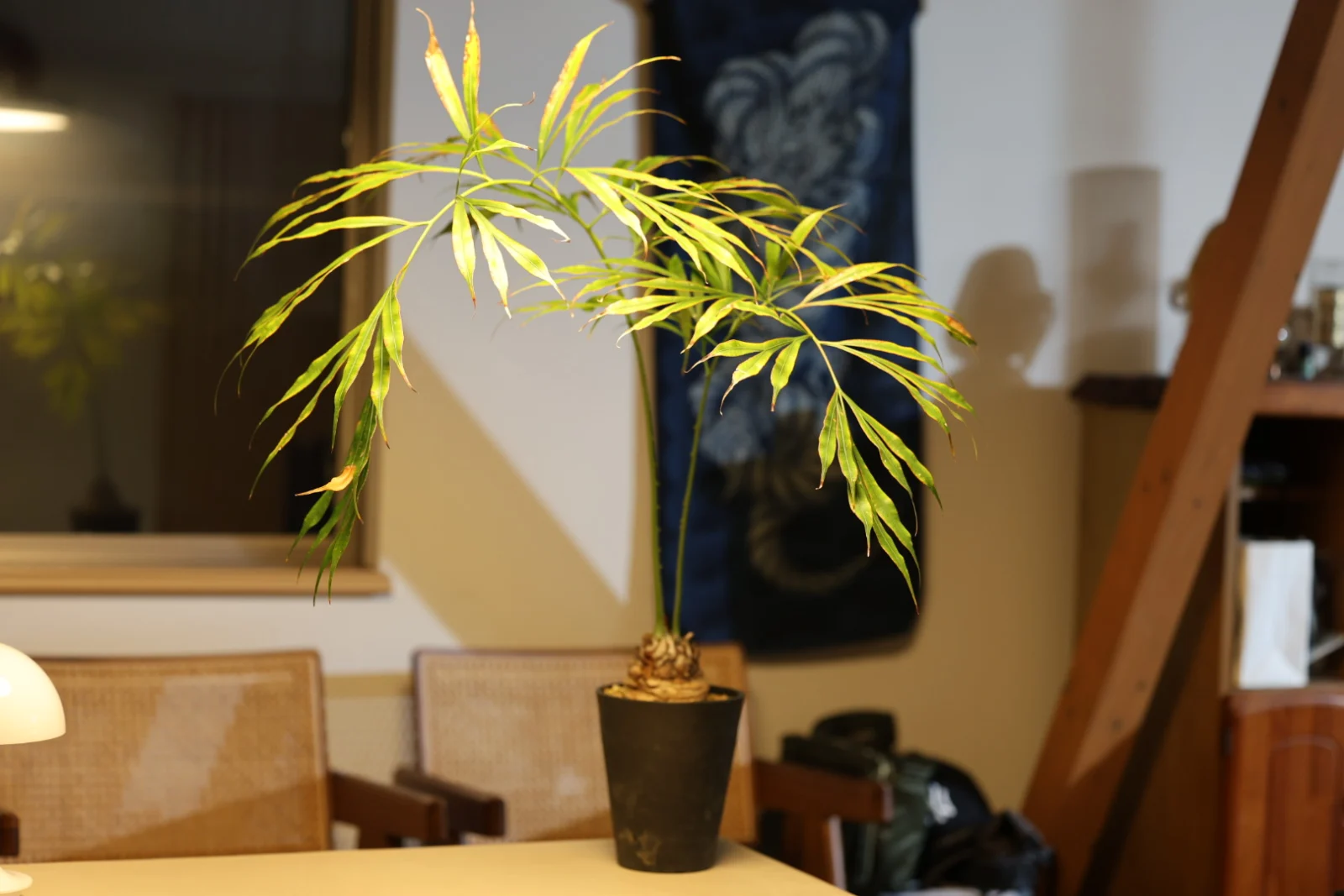 サイカス　デバオエンシス