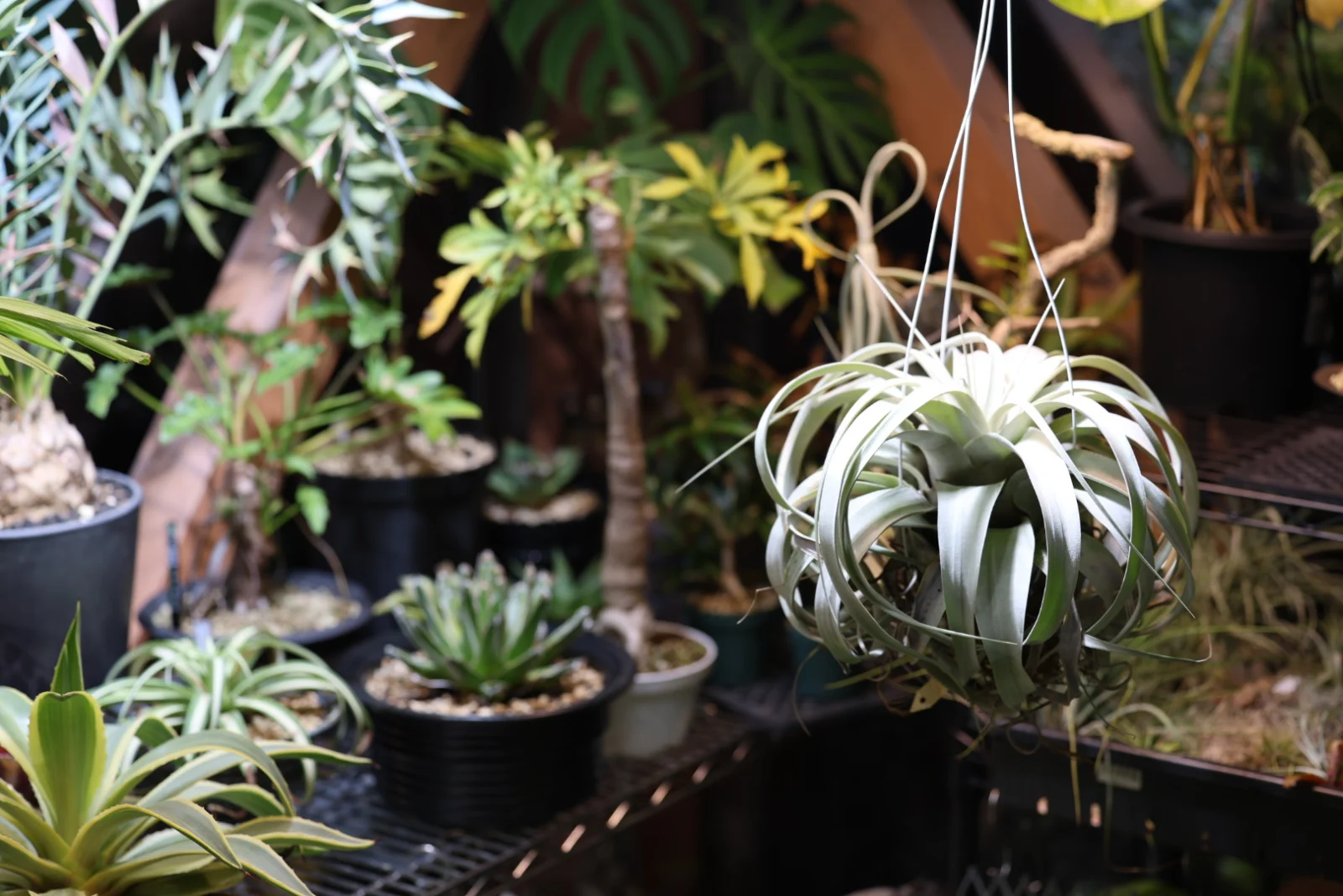 ティランジア　キセログラフィカ